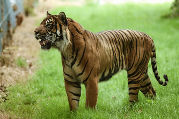 Close up of a sumatran tiger in captivity standing and looking into the distance