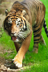 Close up of a sumatran tiger in captivity