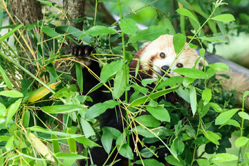 A red panda, also known as lesser panda or firefox eating leaves in a tree