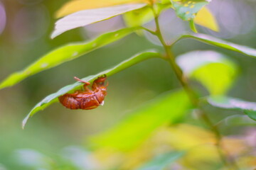 セミの抜け殻