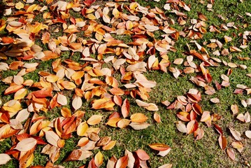 The bright orange, yellow and red leaves on the ground in autumn in Australia