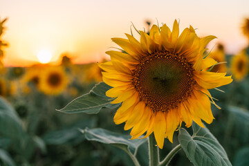 Fototapeta premium Sunflower field at sunset in the evening. A large sunflower on the background of a blooming field.