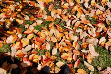 The bright orange, yellow and red leaves on the ground in autumn in Australia