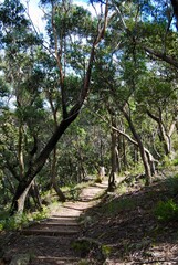 The wooden stairs for hiking in the Blue Mountains national park