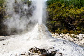 Lady Knox geyser is activated by a soap powder. Rotorua area, New Zealand