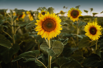 sunflower field with blue sky