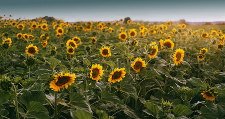 sunflower field with blue sky background
