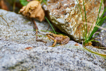 Rana dalmatina - brown little frog on the rock