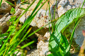 The viviparous lizard, Zootoca vivipara, Lacerta vivipara sitting on the rock, between green leaves