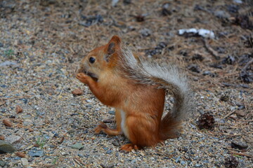 beautiful red squirrel standing on its hind legs