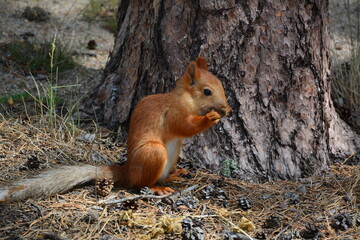 beautiful red squirrel standing on its hind legs close up