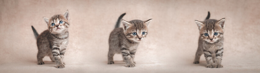Fototapeta na wymiar Three kittens of tabby color on a beige background. Web banner