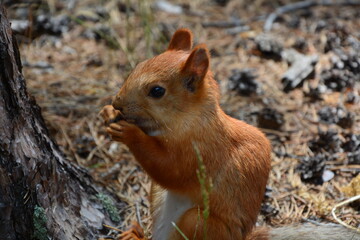 Naklejka na ściany i meble redhead beautiful squirrel close up