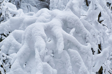 Fototapeta na wymiar Branches coverd with snow, texture, ice