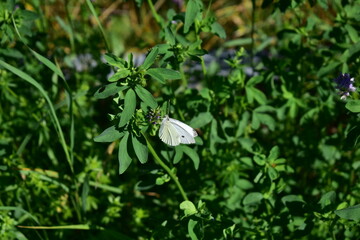 Weißer Schmetterling