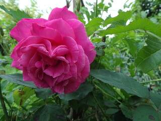 Obraz premium Rose