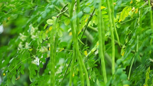 Moringa is high in vitamin C. Therefore is a strong immune enhancer can resist colds