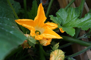 ine Kürbisblüte ist der Dreh- und Angelpunkt für prachtvolle Früchte. Sie zu entfernen, will...