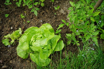 verschiedene Sorten Salat im Garten,