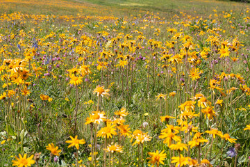 Alpages en fleurs dans les Alpes