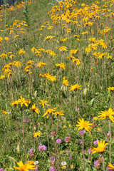 Obraz premium Alpages en fleurs dans les Alpes