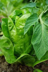 verschiedene Sorten Salat im Garten,