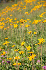 Fototapeta premium Alpages en fleurs dans les Alpes