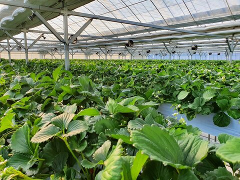 Leafy Vegetables Are Growing In Indoor Farm/vertical Farm. Vertical Farm