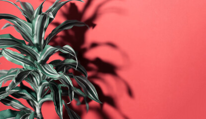 Fototapeta na wymiar Close-up of Dracaena flower plant on background of pastel pink color with copy space and shadows.