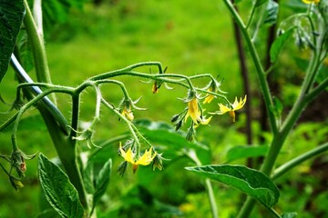 Tomaten noch nicht reif, Tomaten Blüten gelb