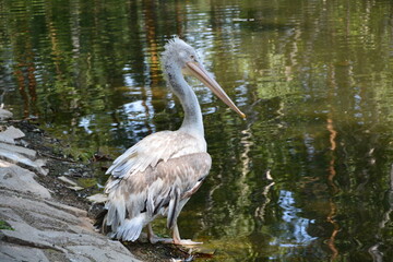 great white pelican