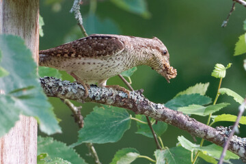 Eurasian wryneck or northern wryneck (Jynx torquilla) is a species of wryneck in the woodpecker family.