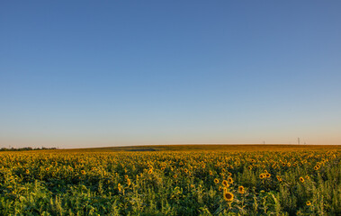 Sunflower field during sunset landscape view with electric poles in the background