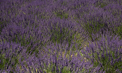 Beautiful purple lavender field closeup photos