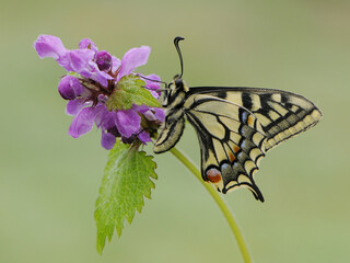 Wonderful butterfly Papilio machaon on the flower  on a summer day