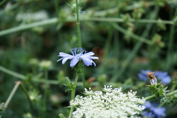 Die Gemeine Wegwarte, auch Zichorie genannt, ist eine Pflanzenart aus der Familie der Korbbl&uuml;tler. Sie w&auml;chst in Mitteleuropa h&auml;ufig an Wegr&auml;ndern. Kulturformen sind Chicor&eacute;e, Zuckerhut, Radicchio,