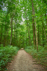 Fototapeta na wymiar Pathway in the forest