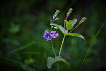 flowers veronica. Medicinal plant. Forget-me-not flowers of the field. Herbal treatment