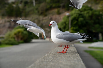 Red-billed gull flying with blue sky and cloud at Christchurch, New Zealand.