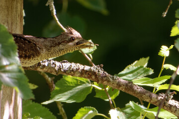 Eurasian wryneck or northern wryneck (Jynx torquilla) is a species of wryneck in the woodpecker family.