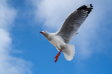 Red-billed gull flying with blue sky and cloud at Christchurch, New Zealand.