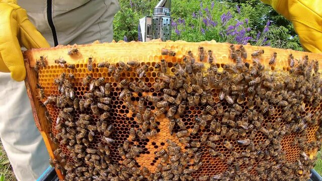 Honeycomb with bees. The bees pack honey comb with bee bread. Apitherapy.