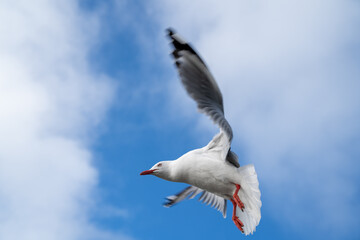 Red-billed gull flying with blue sky and cloud at Christchurch, New Zealand.