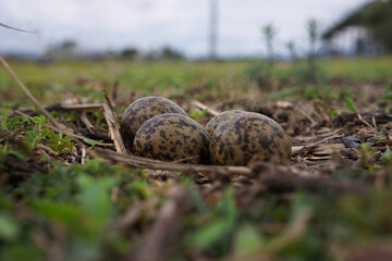 Masked lapwing or plover nest with eggs