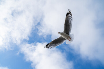 Obraz premium Red-billed gull flying with blue sky and cloud at Christchurch, New Zealand.