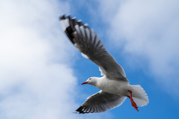 Red-billed gull flying with blue sky and cloud at Christchurch, New Zealand.