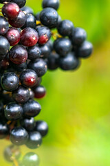 a close up image of a bunch of red grapes finishing the ripening process on the vine