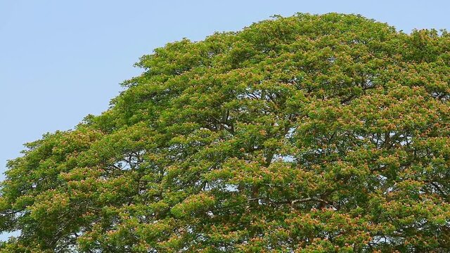 Monkey Pod, Rain Tree, East Indian Walnut pink flower and sk