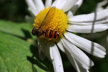 An insect sitting on a camomile