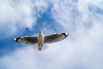 Obraz premium Red-billed gull flying with blue sky and cloud at Christchurch, New Zealand.